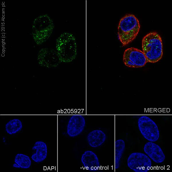 Immunocytochemistry/ Immunofluorescence - Anti-RCN1/RCN antibody [EPR17162] (AB205927)