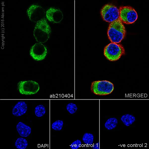 Immunocytochemistry/ Immunofluorescence - Anti-RCN1/RCN antibody [EPR17163-117] (AB210404)