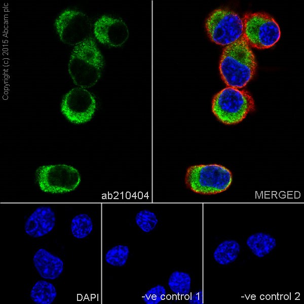 Immunocytochemistry/ Immunofluorescence - Anti-RCN1/RCN antibody [EPR17163-117] - BSA and Azide free (ab251515), expandable thumbnail