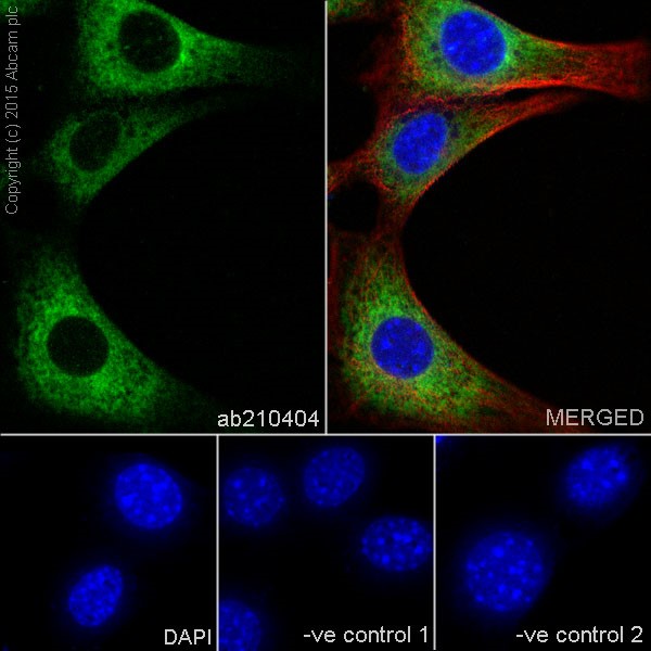 Immunocytochemistry/ Immunofluorescence - Anti-RCN1/RCN antibody [EPR17163-117] - BSA and Azide free (ab251515), expandable thumbnail