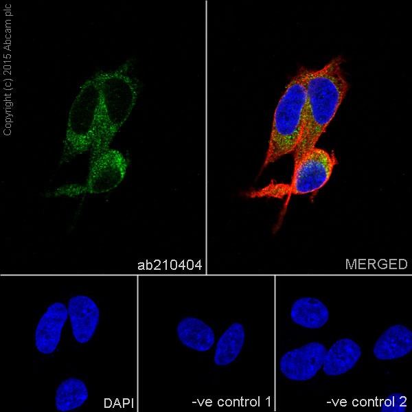 Immunocytochemistry/ Immunofluorescence - Anti-RCN1/RCN antibody [EPR17163-117] - BSA and Azide free (AB251515), expandable thumbnail