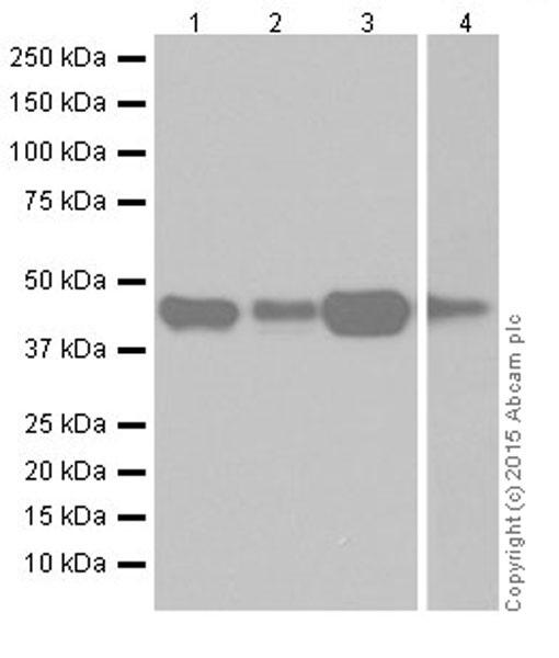 Western blot - Anti-RCN1/RCN antibody [EPR19193] (AB184441)