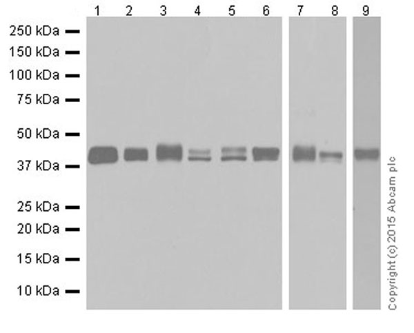 Western blot - Anti-RCN1/RCN antibody [EPR19193] - BSA and Azide free (AB250748), expandable thumbnail