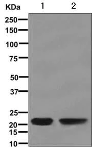 Western blot - Anti-RD3 antibody [EPR12169(B)] - BSA and Azide free (AB249665)