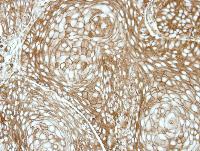 Immunohistochemistry (Formalin/PFA-fixed paraffin-embedded sections) - Anti-RDH5 antibody (AB101457), expandable thumbnail