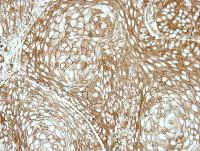 Immunohistochemistry (Formalin/PFA-fixed paraffin-embedded sections) - Anti-RDH5 antibody (AB101457)