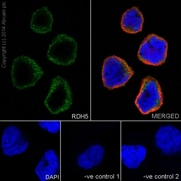 Immunocytochemistry/ Immunofluorescence - Anti-RDH5 antibody [EPR15191] - BSA and Azide free (AB251299)