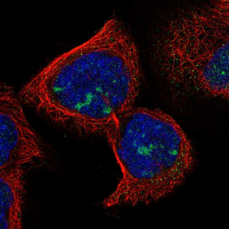 Immunocytochemistry/ Immunofluorescence - Anti-RDM1 antibody (AB254802)