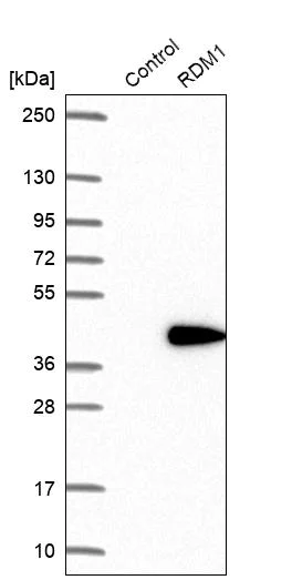 Western blot - Anti-RDM1 antibody (AB254802)