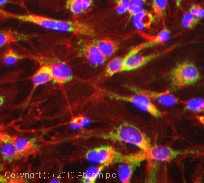 Immunocytochemistry/ Immunofluorescence - Anti-REA antibody (AB71970)