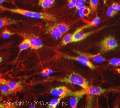 Immunocytochemistry/ Immunofluorescence - Anti-REA antibody (AB71970)