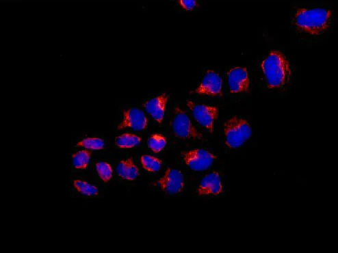 Immunocytochemistry/ Immunofluorescence - Anti-REA antibody [EPR14522] - BSA and Azide free (AB250515)
