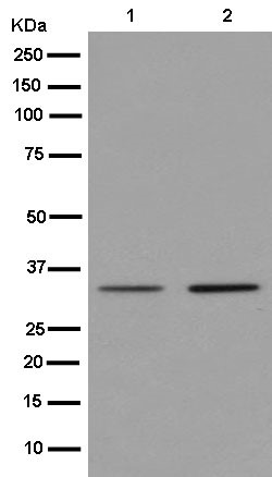 Western blot - Anti-REA antibody [EPR14522] - BSA and Azide free (AB250515), expandable thumbnail