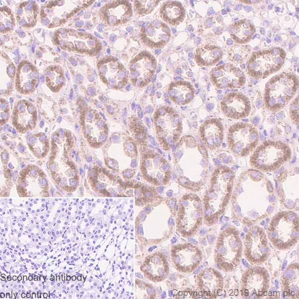 Immunohistochemistry (Formalin/PFA-fixed paraffin-embedded sections) - Anti-REA antibody [EPR14523] (AB182139), expandable thumbnail