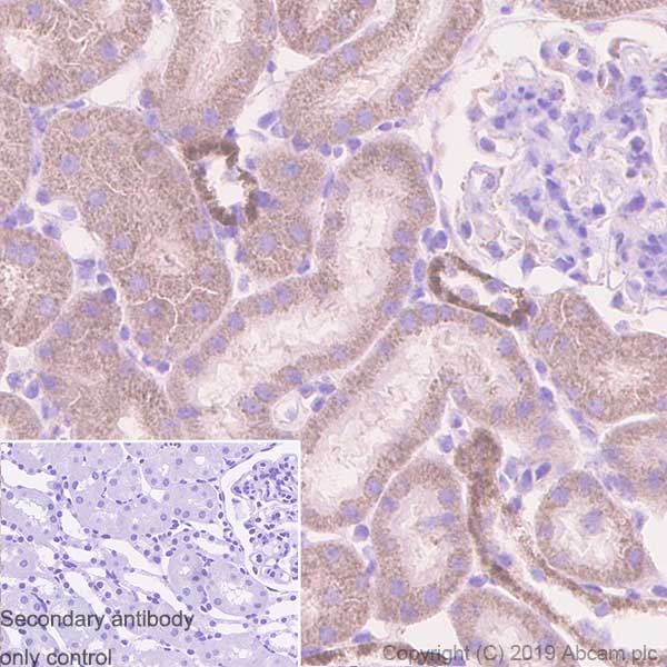 Immunohistochemistry (Formalin/PFA-fixed paraffin-embedded sections) - Anti-REA antibody [EPR14523] (AB182139), expandable thumbnail