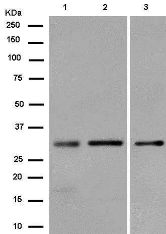 Western blot - Anti-REA antibody [EPR14523] (AB182139)