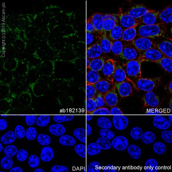 Immunocytochemistry/ Immunofluorescence - Anti-REA antibody [EPR14523] - BSA and Azide free (AB250582)