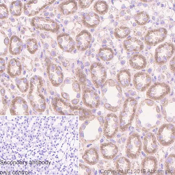 Immunohistochemistry (Formalin/PFA-fixed paraffin-embedded sections) - Anti-REA antibody [EPR14523] - BSA and Azide free (AB250582)