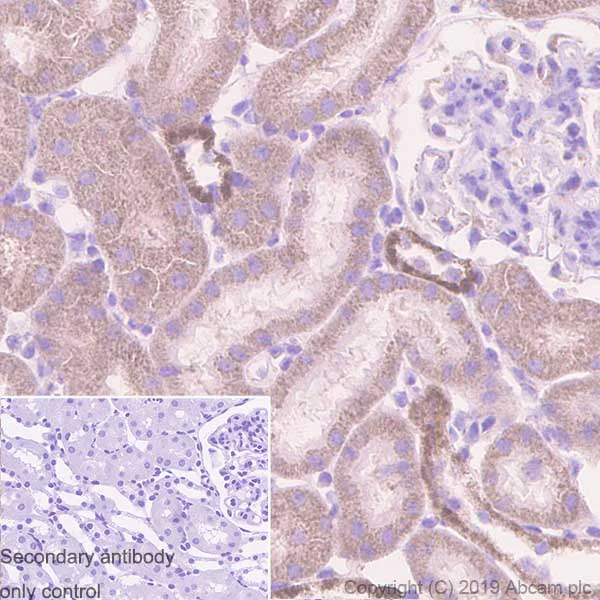 Immunohistochemistry (Formalin/PFA-fixed paraffin-embedded sections) - Anti-REA antibody [EPR14523] - BSA and Azide free (AB250582)