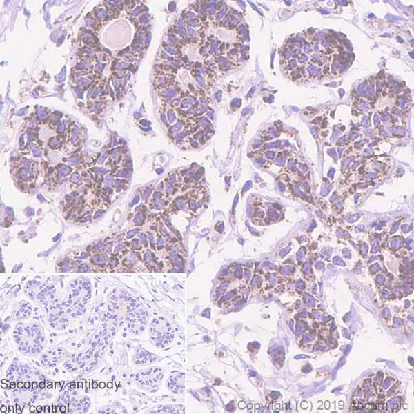 Immunohistochemistry (Formalin/PFA-fixed paraffin-embedded sections) - Anti-REA antibody [EPR14523] - BSA and Azide free (AB250582)