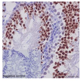 Immunohistochemistry (Formalin/PFA-fixed paraffin-embedded sections) - Anti-REC8 antibody [EPR16189] - BSA and Azide free (AB245771)