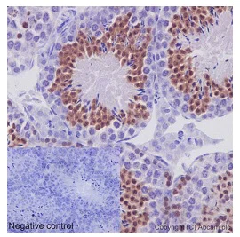 Immunohistochemistry (Formalin/PFA-fixed paraffin-embedded sections) - Anti-REC8 antibody [EPR16189] - BSA and Azide free (AB245771)
