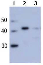 Western blot - Anti-RecA antibody (AB63797)