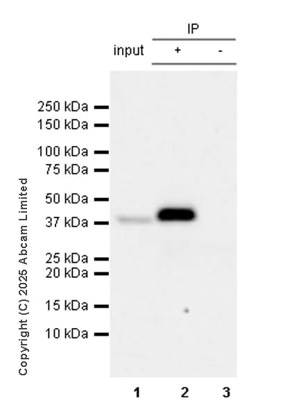 Immunoprecipitation - Anti-RecA antibody [EPR29094-561] (AB323376)