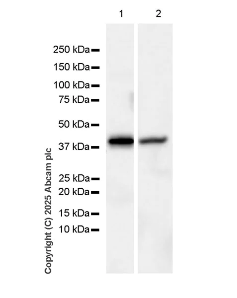 Western blot - Anti-RecA antibody [EPR29094-561] (AB323376)