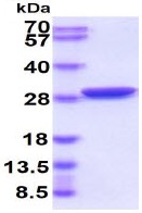 SDS-PAGE - Recombinant A. victoria GFP protein (AB84191), expandable thumbnail
