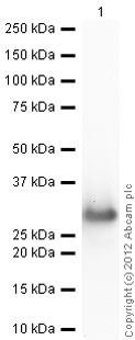 Western blot - Recombinant A. victoria GFP protein (AB84191), expandable thumbnail