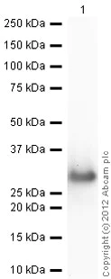 Western blot - Recombinant A. victoria GFP protein (AB84191)