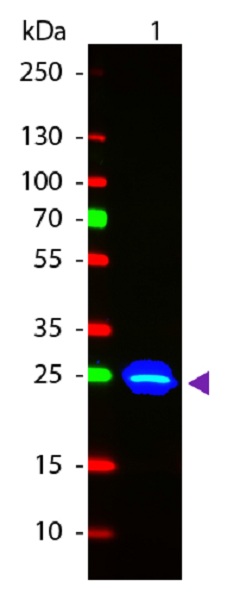 Western blot - Recombinant A. victoria GFP protein (AB84191), expandable thumbnail