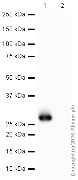 Western blot - Recombinant A. victoria GFP protein (AB84191), expandable thumbnail