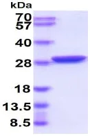 SDS-PAGE - Recombinant A. victoria GFP protein (Tag Free) (AB84191)