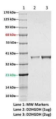 SDS-PAGE - Recombinant Acidaminococcus fermentans D2HGDH protein (Active) (AB286018)