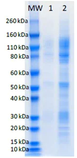 SDS-PAGE - Recombinant AMARV GP protein (His tag) (AB190126)