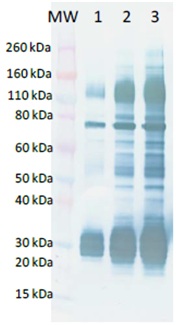 Recombinant AMARV GP protein (His tag)