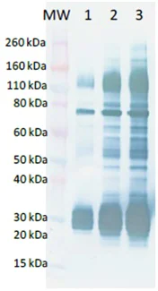 Western blot - Recombinant AMARV GP protein (His tag) (AB190126)