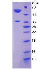 SDS-PAGE - Recombinant Angiopoietin Like Protein 4 (ANGPTL4) (AB316921)
