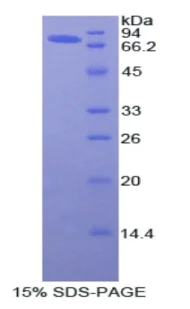 SDS-PAGE - Recombinant Angiotensinogen (AGT) (AB316920)