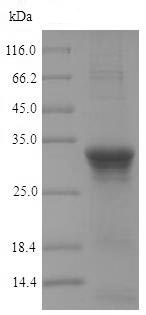 SDS-PAGE - Recombinant B. subtilis Penicillin-binding protein 3 (His tag) (AB226275)
