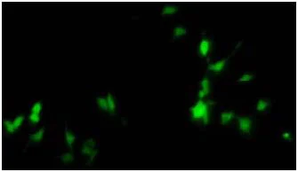 Functional Studies - Recombinant Bacteriophage P1 Cre recombinase protein (AB134845)