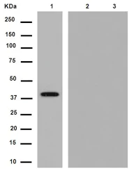 Western blot - Recombinant Bacteriophage P1 Cre recombinase protein (AB134845)