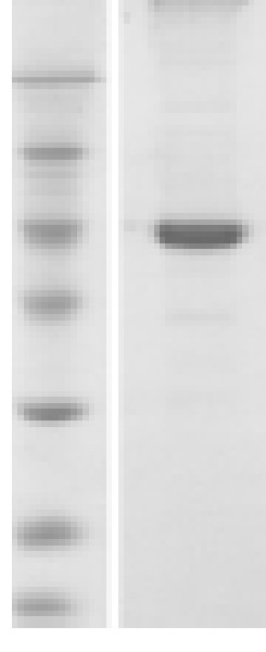 SDS-PAGE - Recombinant BK polyomavirus, strain AS, Major Capsid VP1 protein (AB74567)