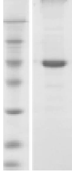 SDS-PAGE - Recombinant BK polyomavirus, strain AS, Major Capsid VP1 protein (AB74567)