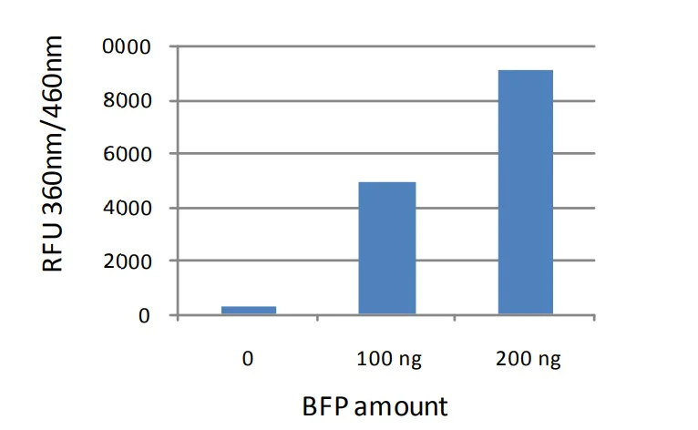 Functional Studies - Recombinant Blue Fluorescent Protein (AB285700)