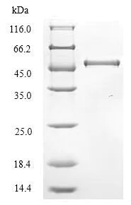 SDS-PAGE - Recombinant Bovine Coronavirus Hemagglutinin esterase protein (His tag) (AB226232)