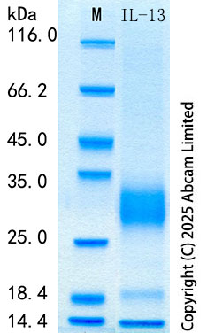 SDS-PAGE - Recombinant Bovine IL-13 Protein Standard (His tag) (AB323826), expandable thumbnail