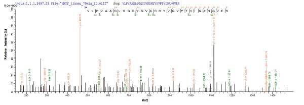 Mass Spectrometry - Recombinant Brucella abortus Malate dehydrogenase protein (His tag) (AB224852), expandable thumbnail